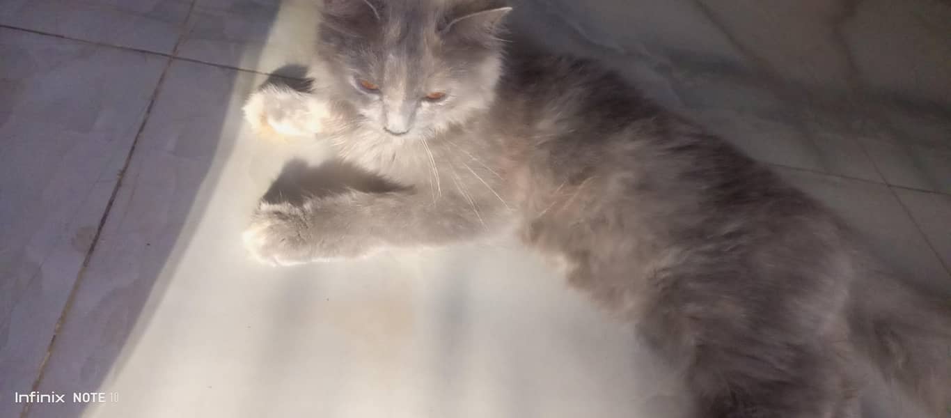 Persian cat  1