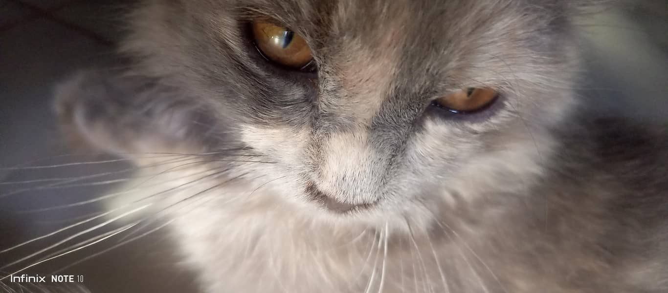 Persian cat  2