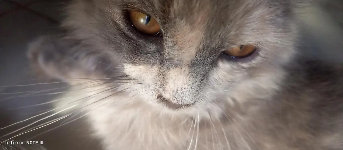 Persian cat  — photo 3