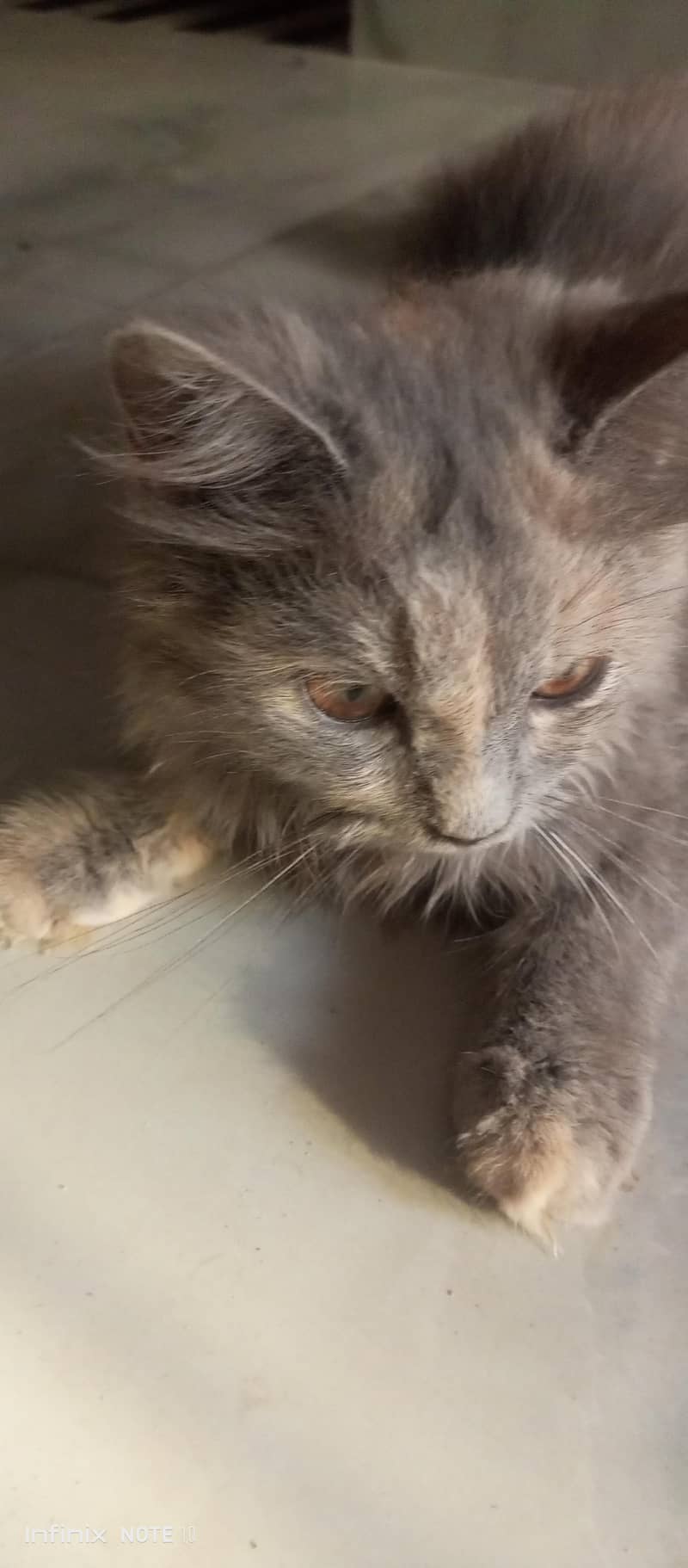 Persian cat  3