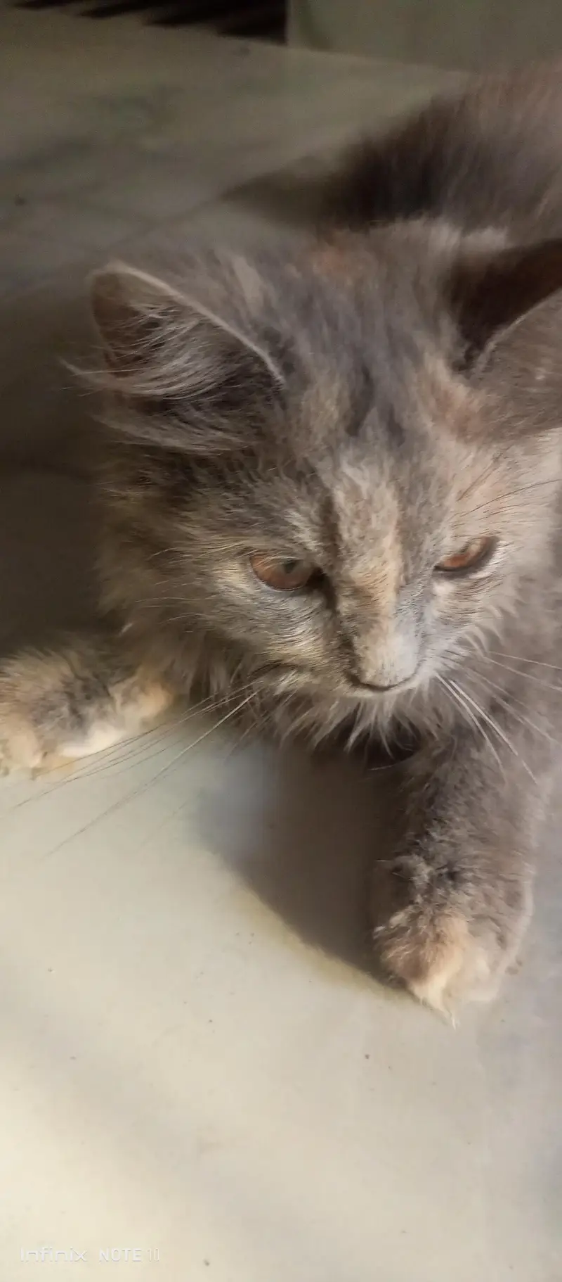 Persian cat  — photo 4