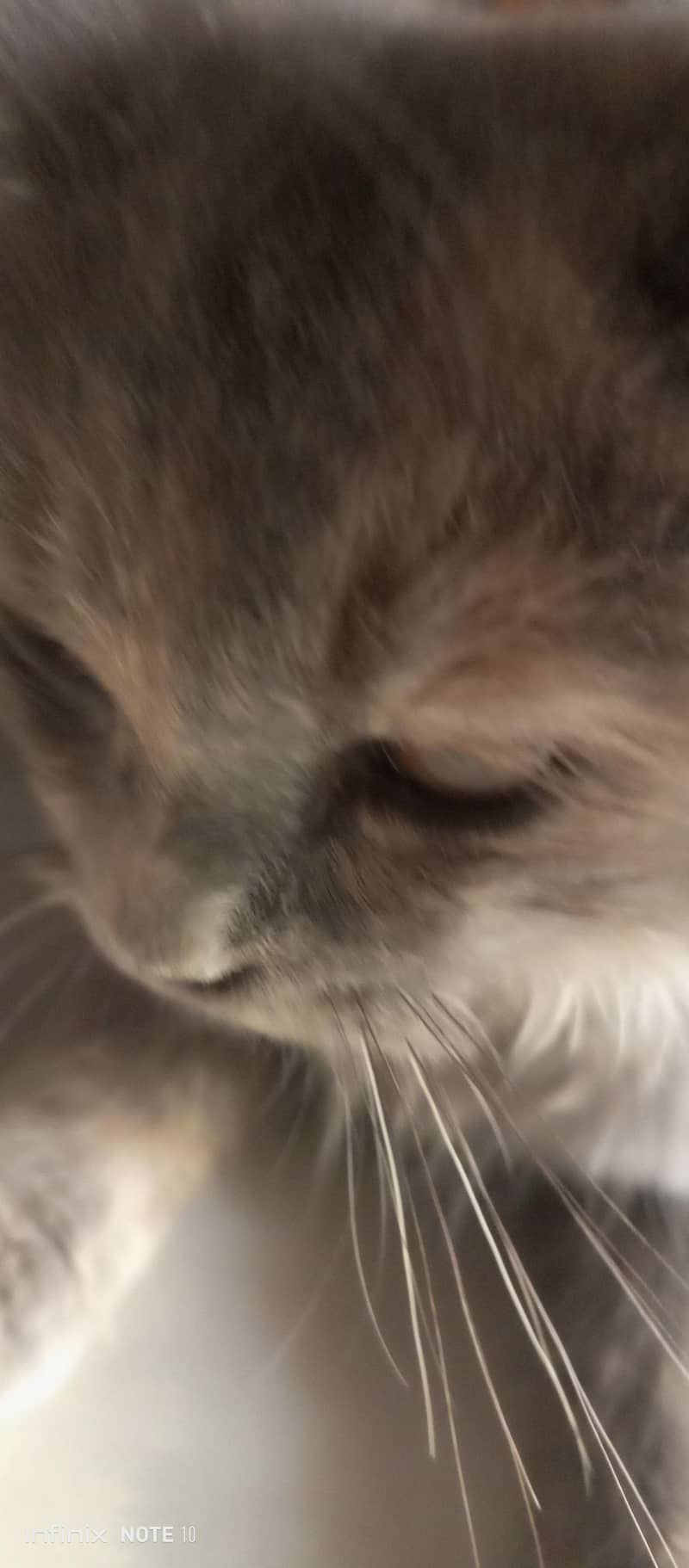 Persian cat  4