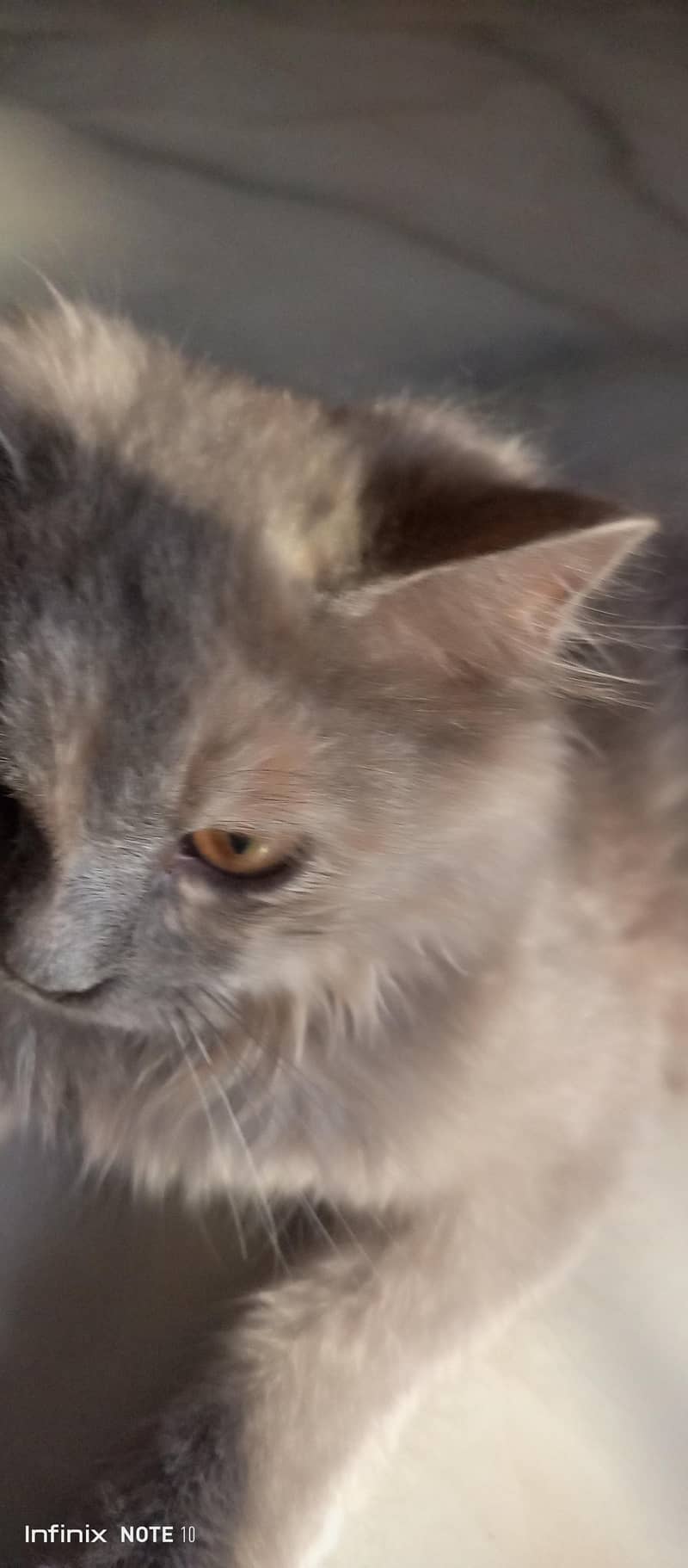 Persian cat  5