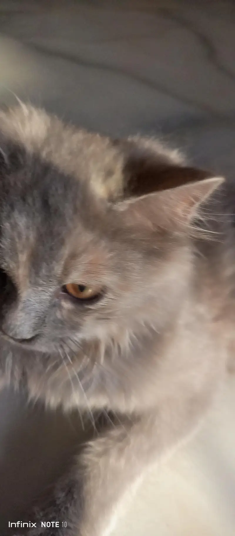 Persian cat  — photo 6