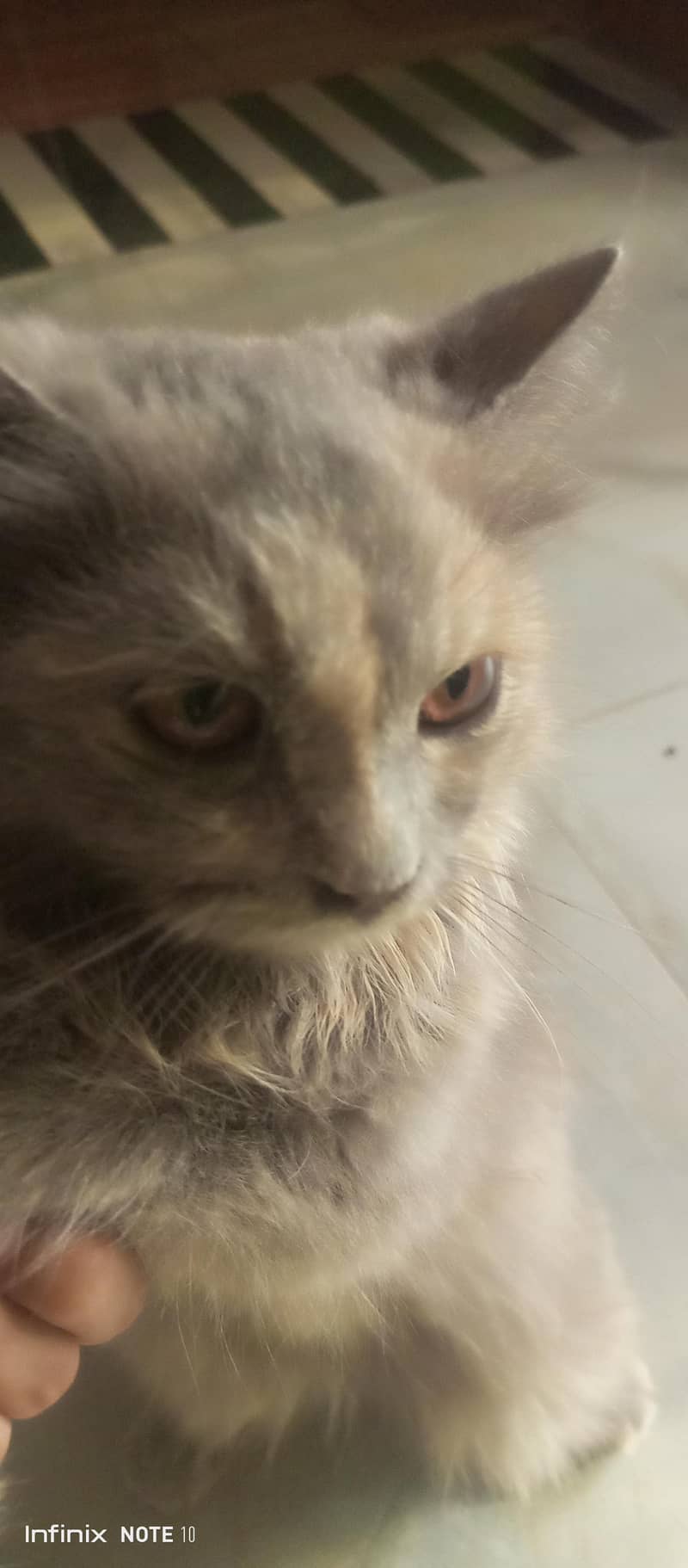Persian cat  6