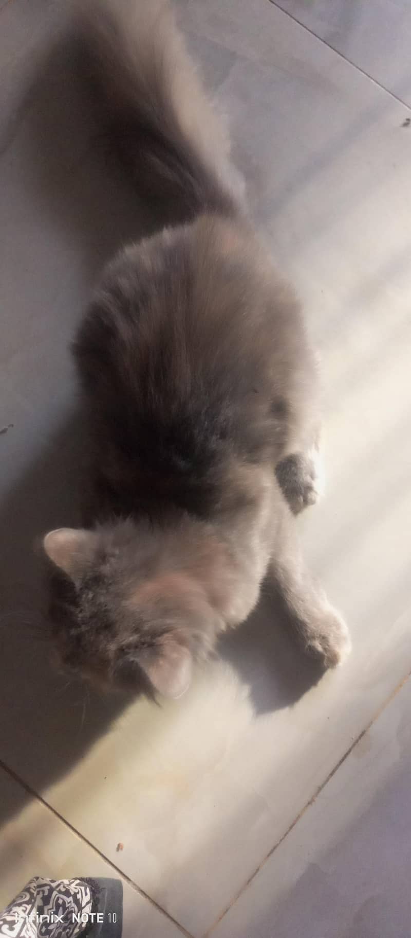 Persian cat  7