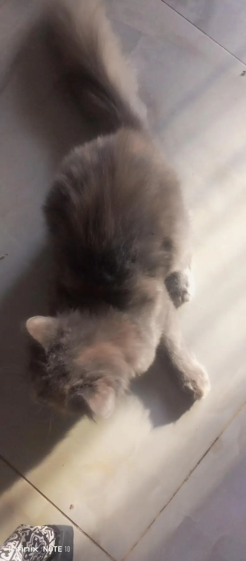 Persian cat  — photo 8