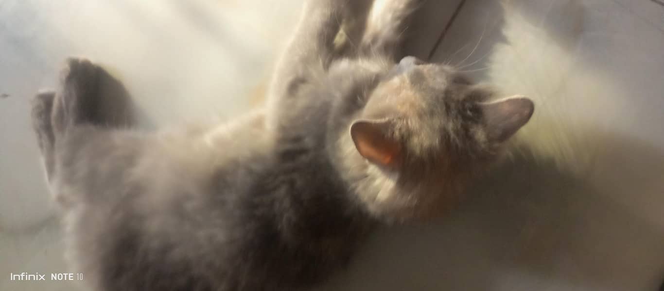 Persian cat  8