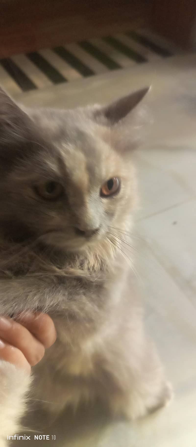 Persian cat  9