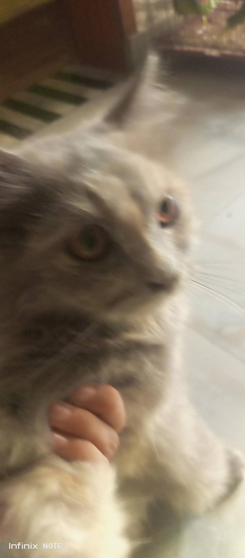 Persian cat  10