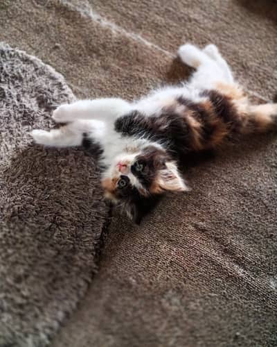 Pair available for sale (calico female & ginger male)
