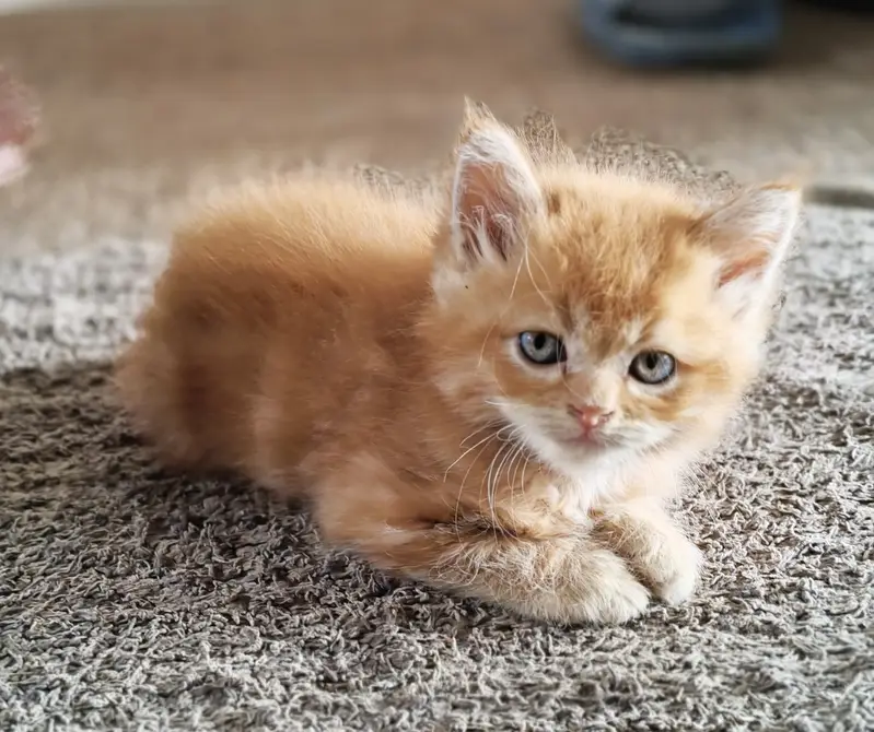 Pair available for sale (calico female & ginger male) — photo 3
