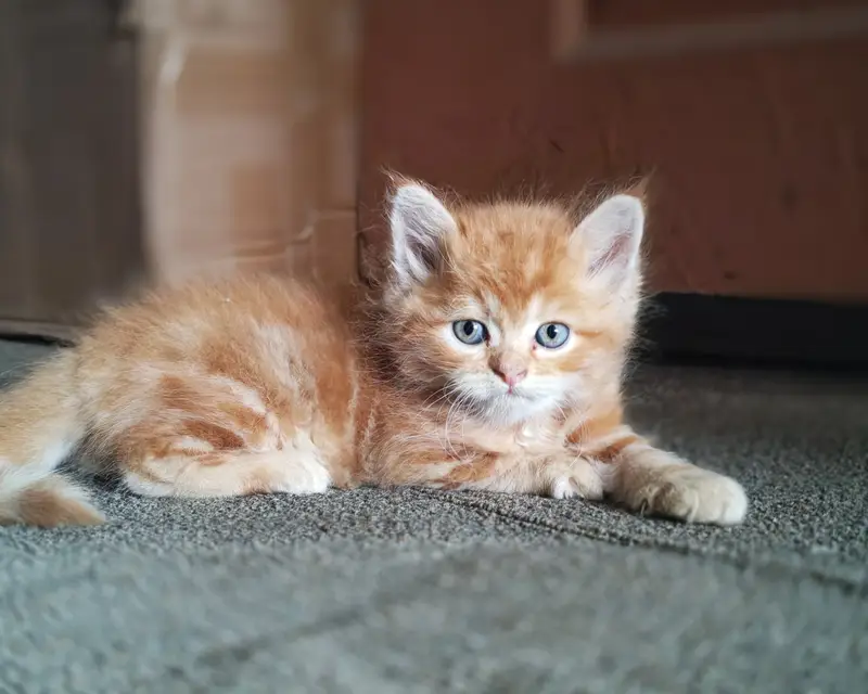 Pair available for sale (calico female & ginger male) — photo 4
