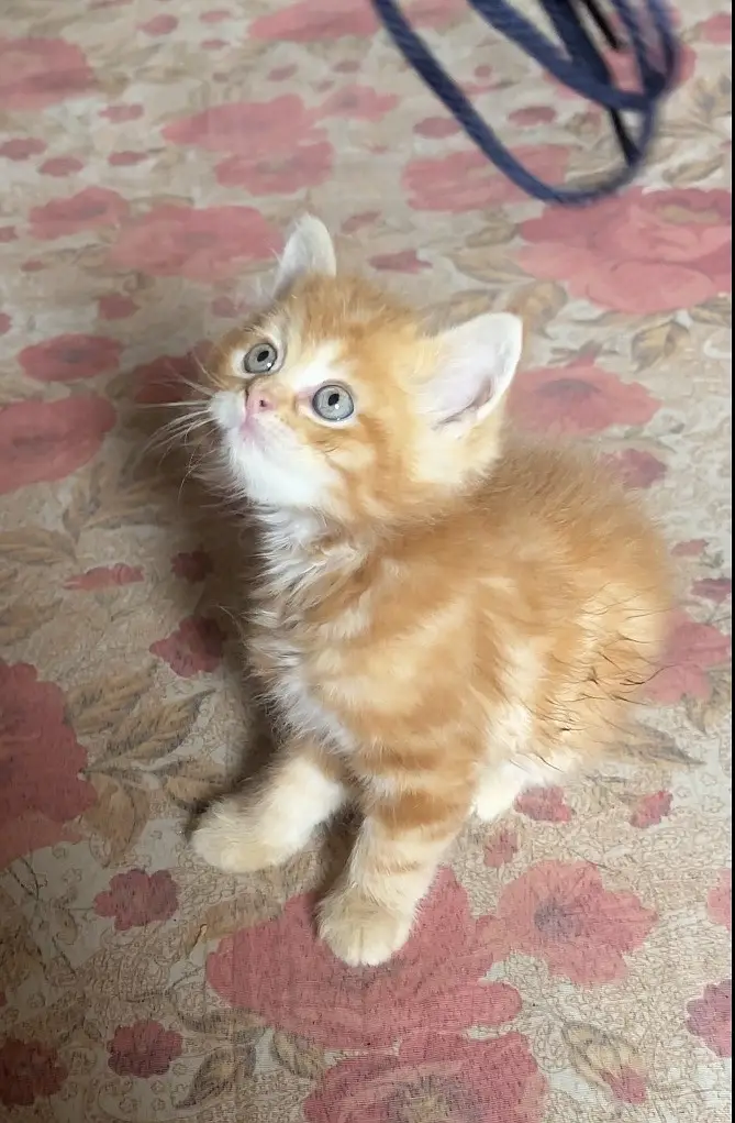 Pair available for sale (calico female & ginger male) — photo 5