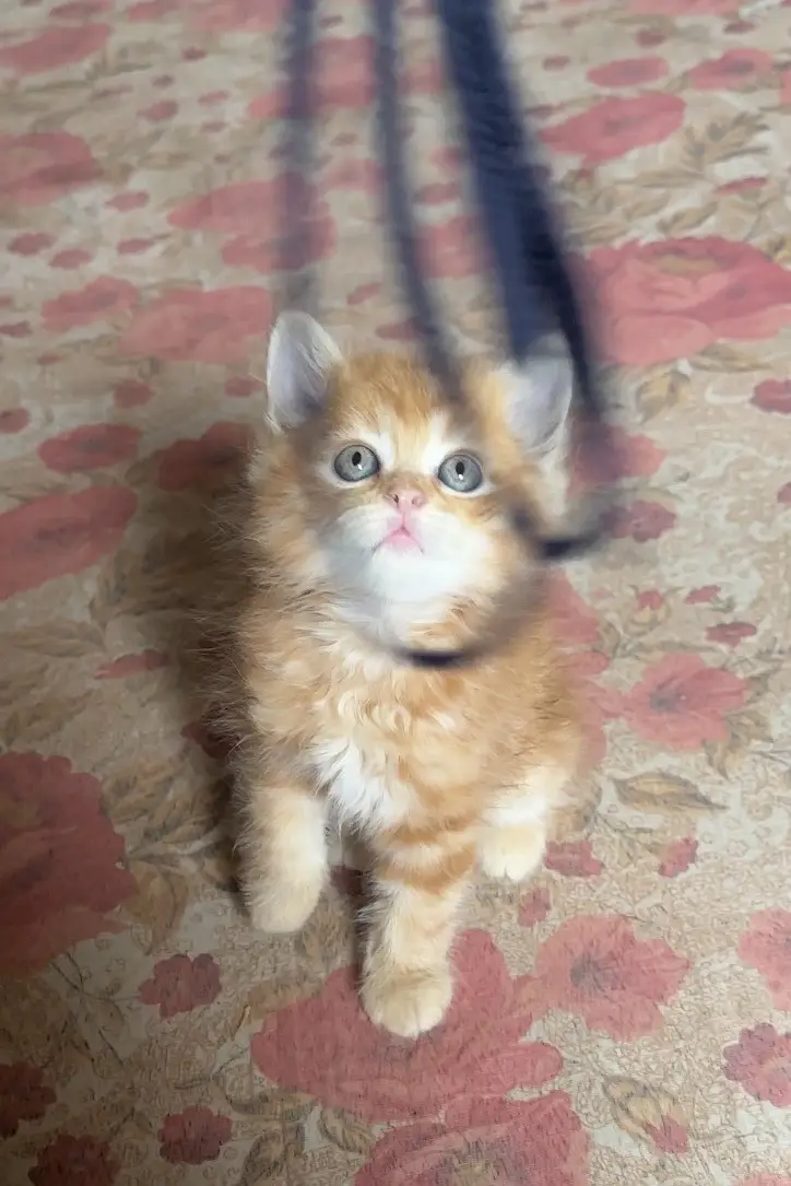 Pair available for sale (calico female & ginger male) — photo 6