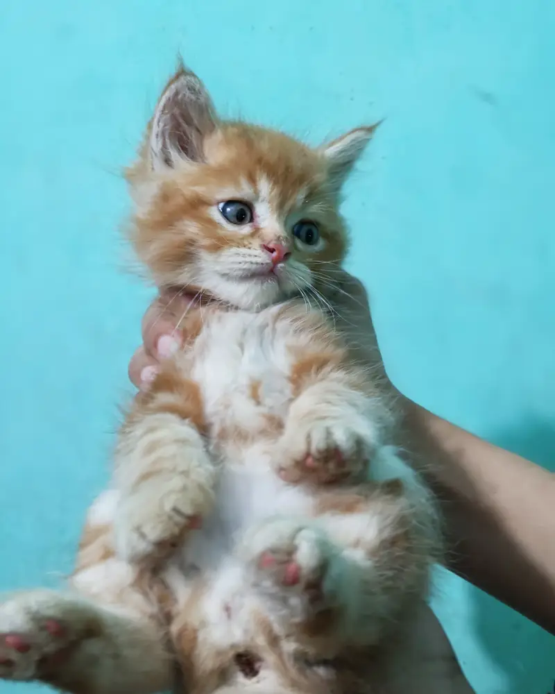Pair available for sale (calico female & ginger male) — photo 9