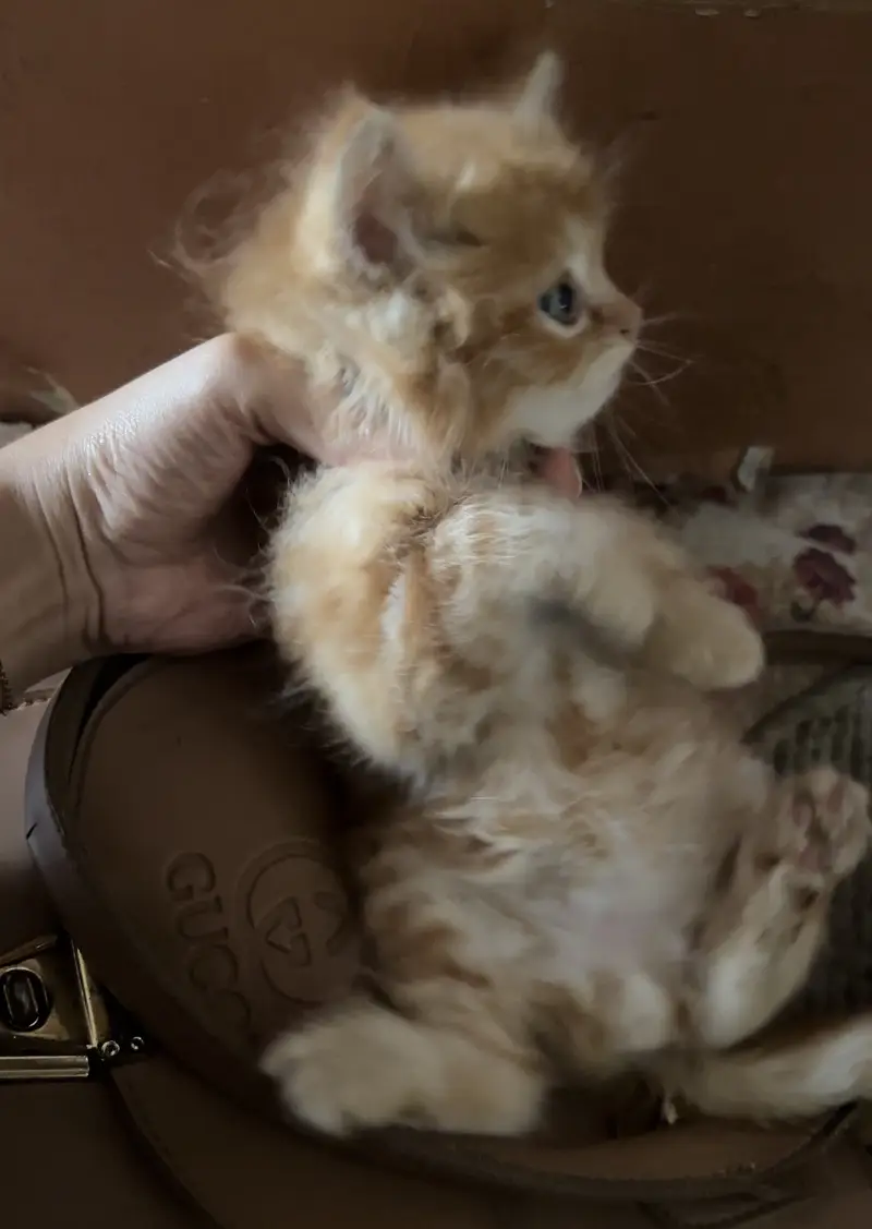 Pair available for sale (calico female & ginger male) — photo 10