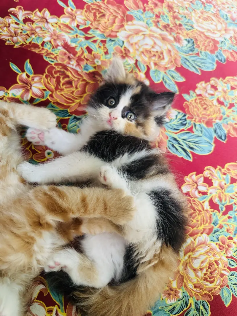 Pair available for sale (calico female & ginger male) — photo 11