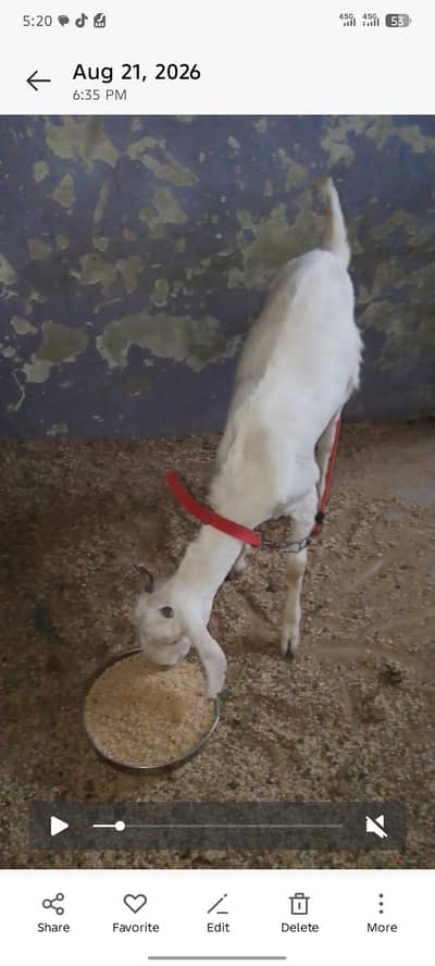 Bakra and bakri