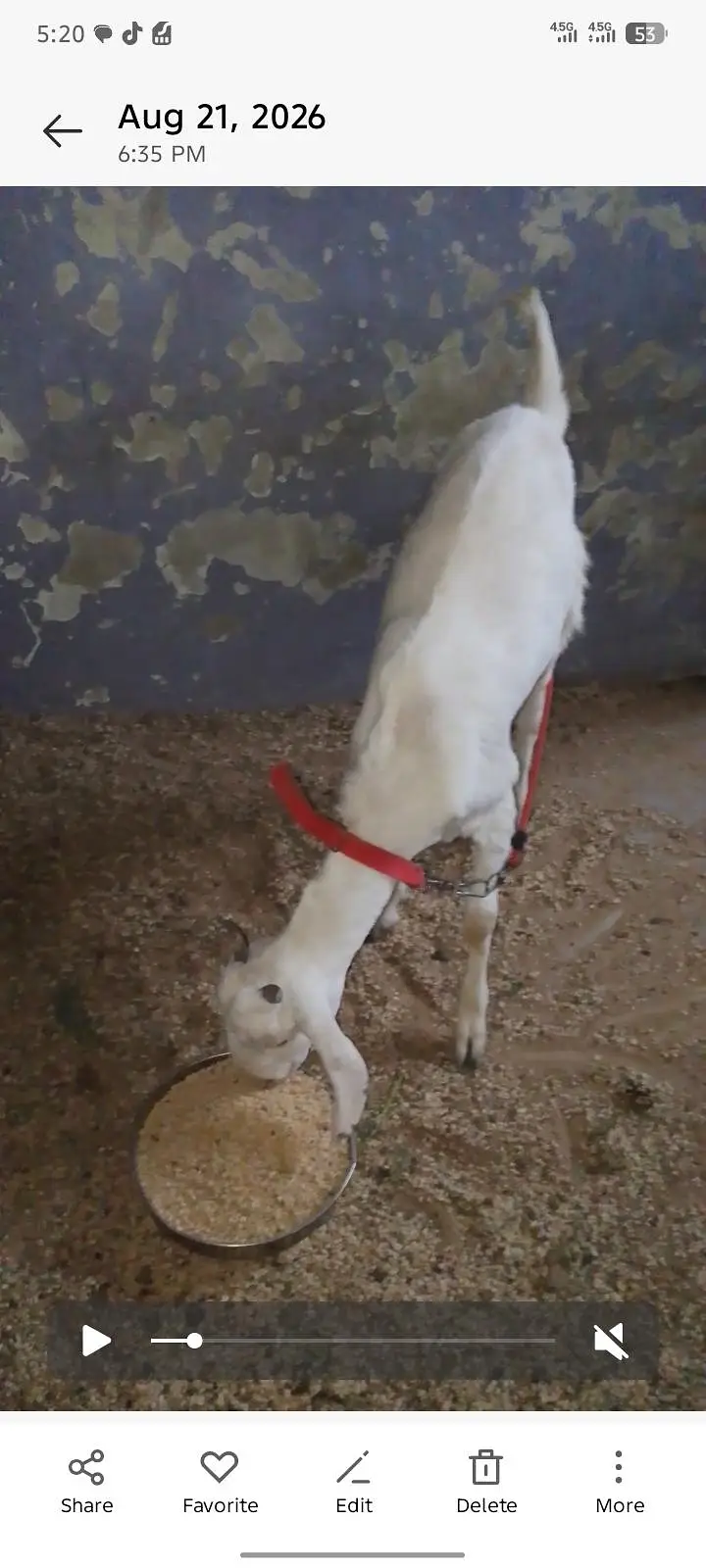 Bakra and bakri