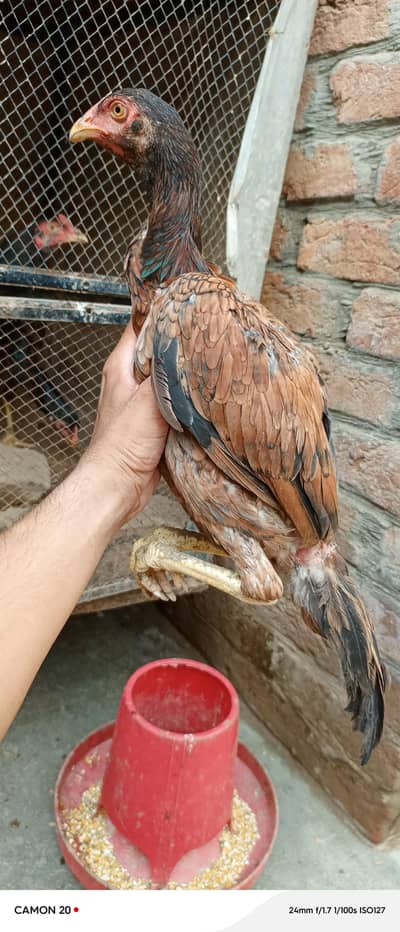 Aseel mianwali top quality lakhi