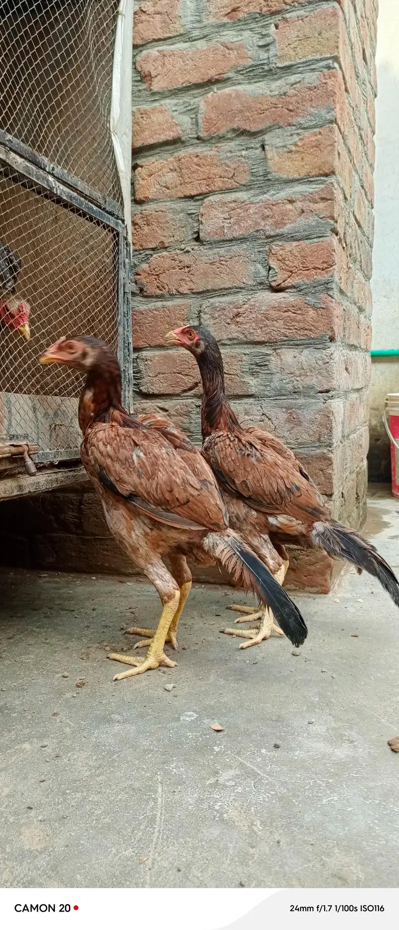 Aseel mianwali top quality lakhi — photo 2