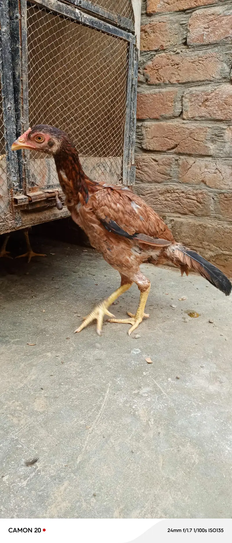 Aseel mianwali top quality lakhi — photo 3