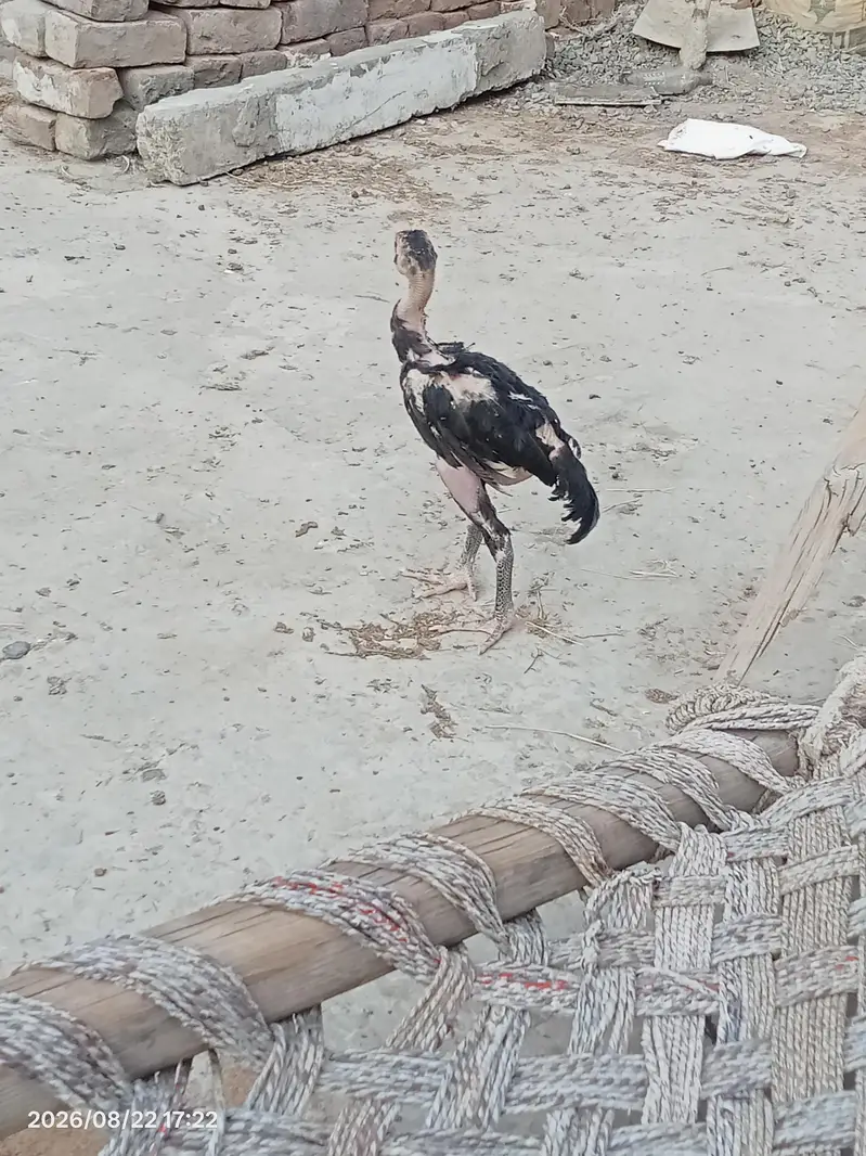 Thai cross breed — photo 2
