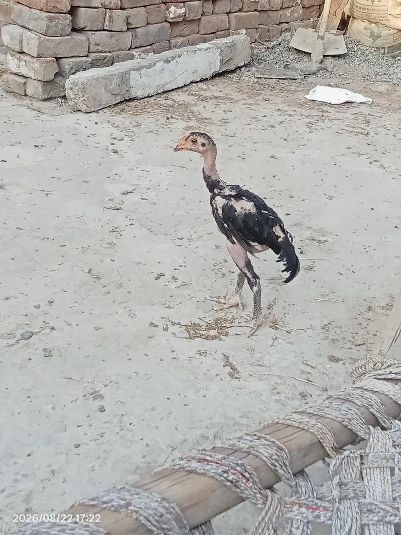 Thai cross breed — photo 3