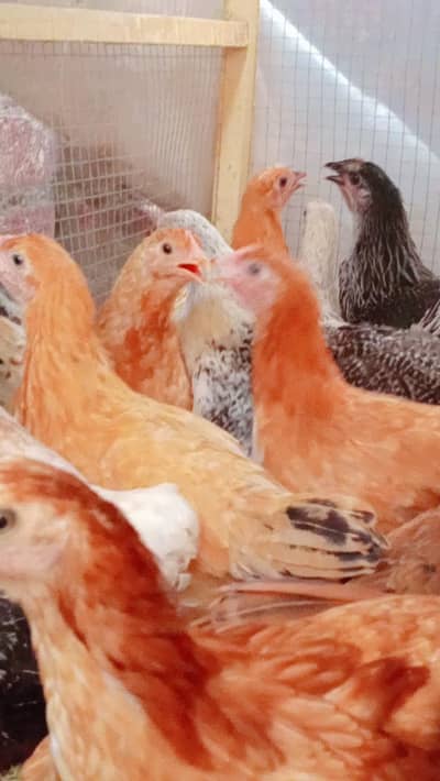 Golden Misri Pathi | Golden Misri Hens | Desi Mirghi