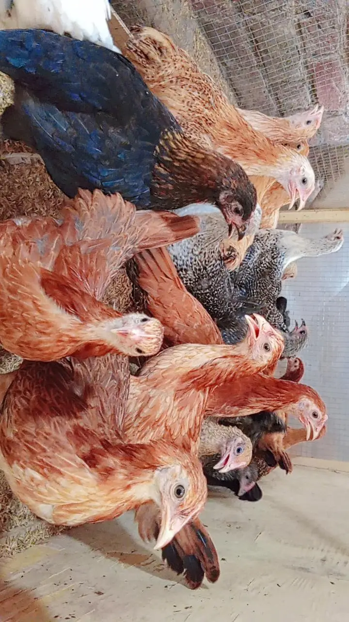 Golden Misri Pathi | Golden Misri Hens | Desi Mirghi — photo 2
