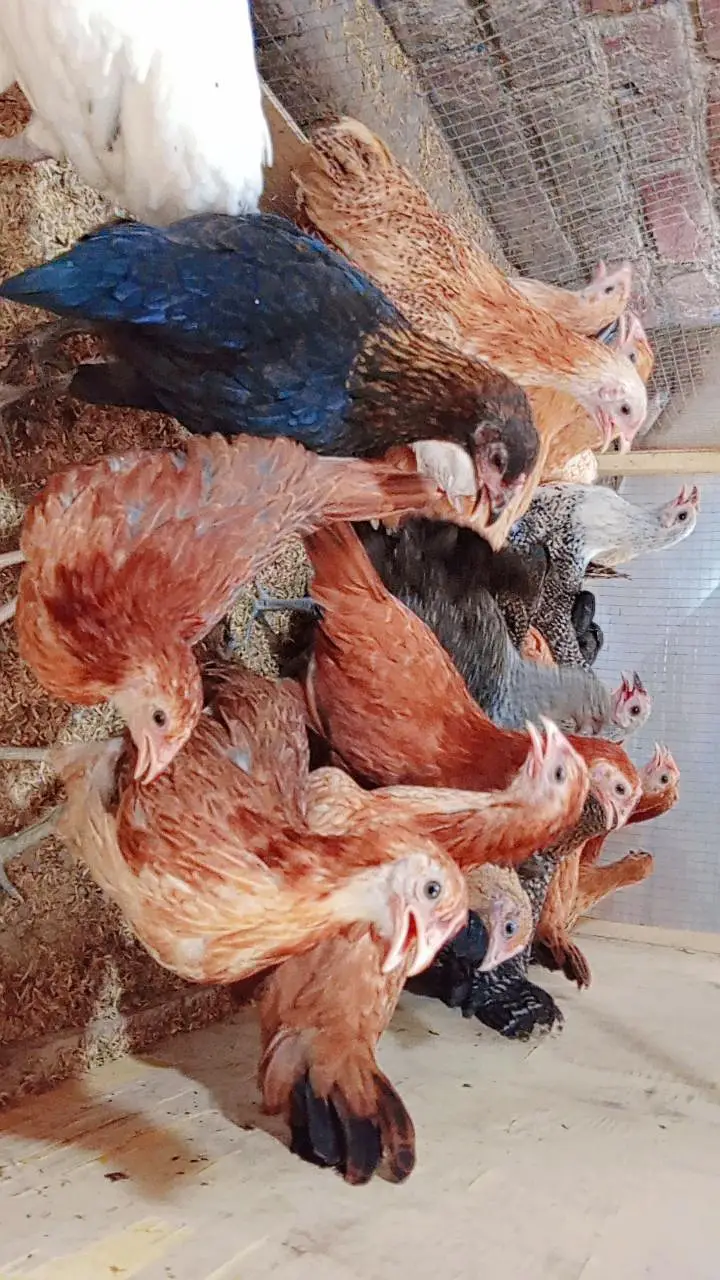 Golden Misri Pathi | Golden Misri Hens | Desi Mirghi — photo 3