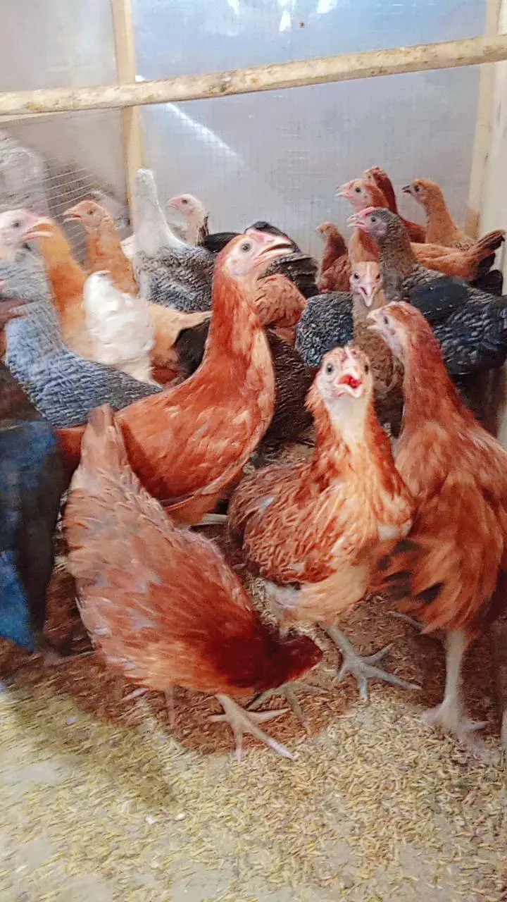 Golden Misri Pathi | Golden Misri Hens | Desi Mirghi — photo 4