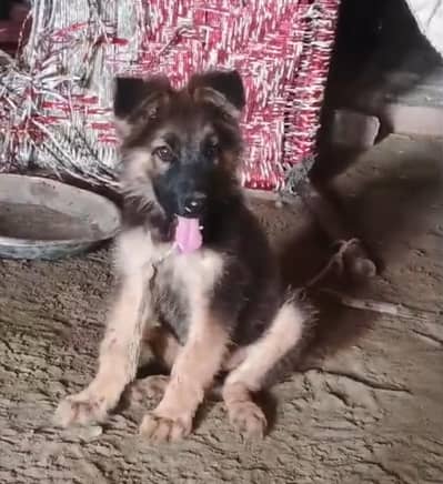 German Shepherd Puppy for Sale ‍