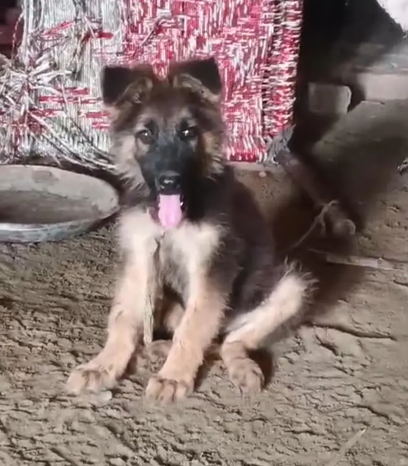 German Shepherd Puppy for Sale ‍ — photo 2
