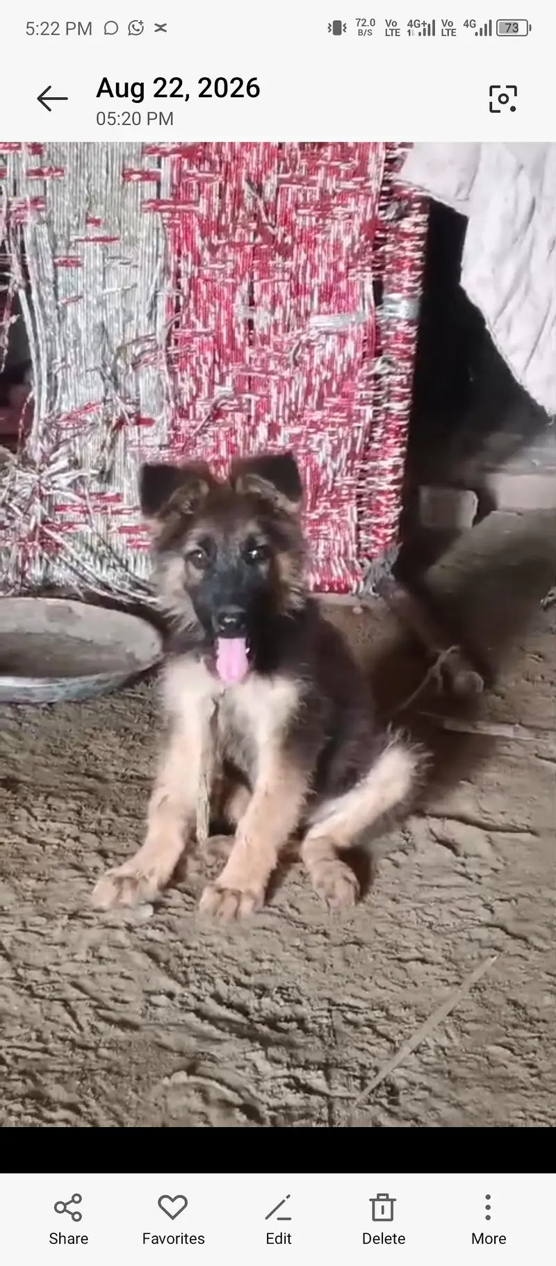 German Shepherd Puppy for Sale ‍ — photo 3