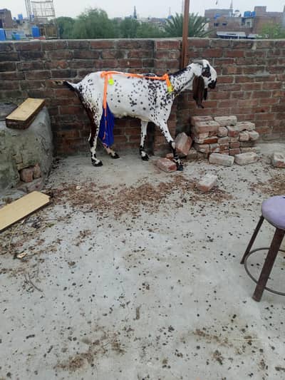 beetal makhi cheeni bkri for sale