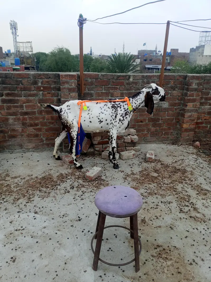 beetal makhi cheeni bkri for sale — photo 2