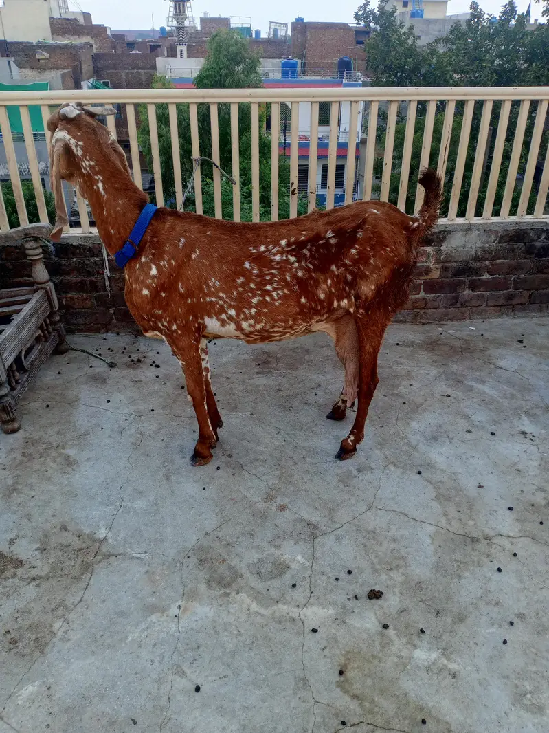 beetal makhi cheeni bkri for sale — photo 3