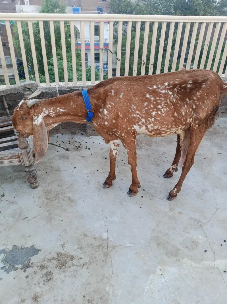 beetal makhi cheeni bkri for sale — photo 4
