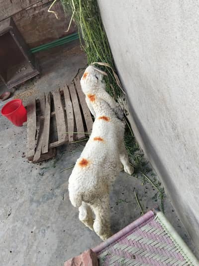 kajla male