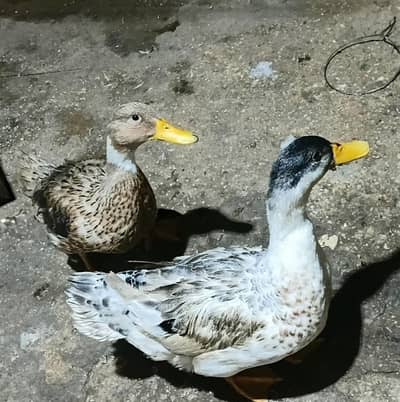 pair of Duck