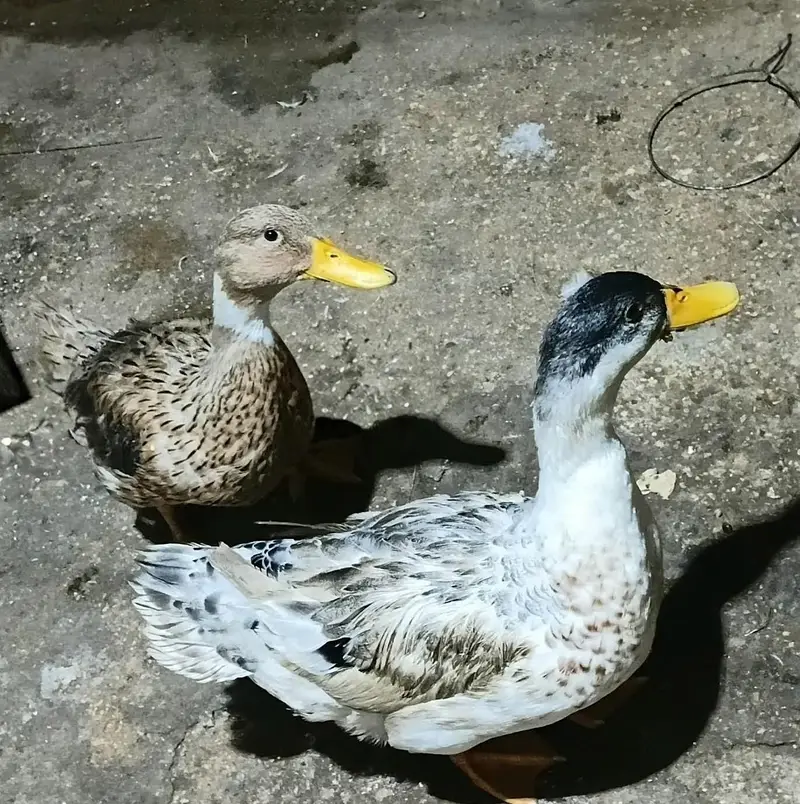 pair of Duck
