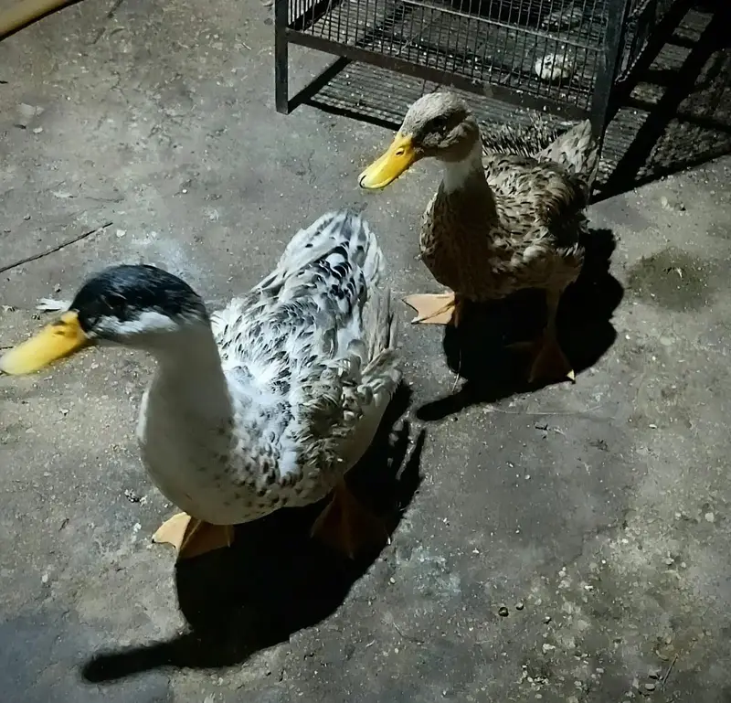 pair of Duck — photo 2