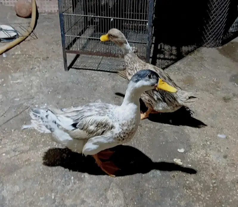 pair of Duck — photo 3