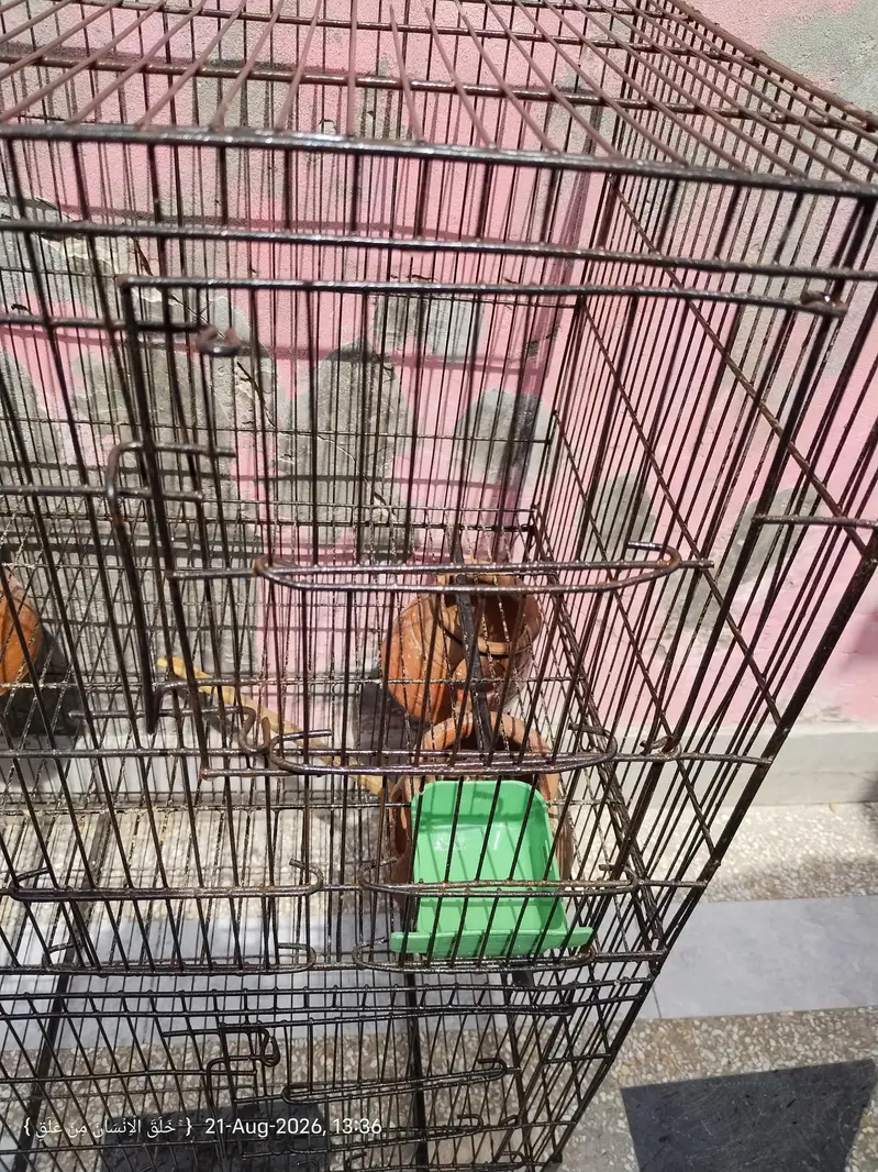 Heavy weight Cage — photo 4