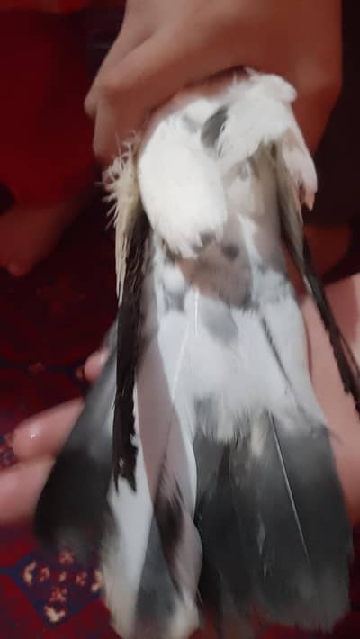 bird and I don't know age and