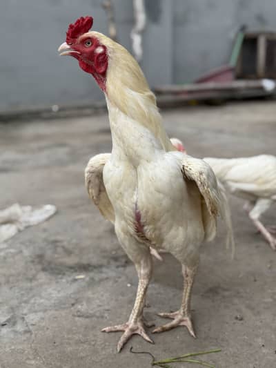 Aseel heera, Golden Buff, Ayam cemani
