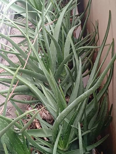 Aloe vera