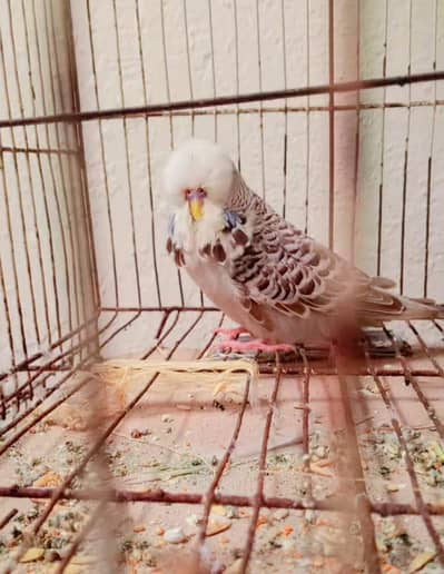 exhibition budgies